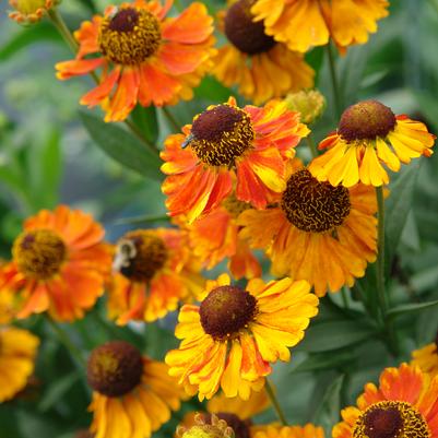 Helenium Mardi Gras