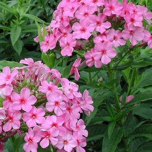 Achillea moonshine