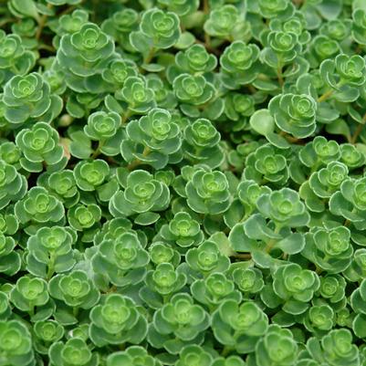 Sedum spurium 'John Creech' stonecrop from North Creek Nurseries