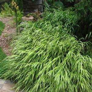 Hakone grass