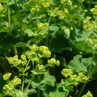 Alchemilla mollis 'Auslese' lady's-mantle from North Creek Nurseries