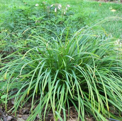 Carex amphibola 