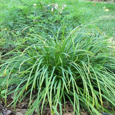 Carex amphibola '' creek sedge from North Creek Nurseries