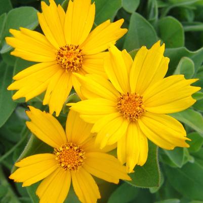 Coreopsis pubescens 'Sunshine Superman' star tickseed from North Creek Nurseries