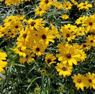 Helianthus salicifolius 'First Light' willowleaf sunflower from North Creek Nurseries