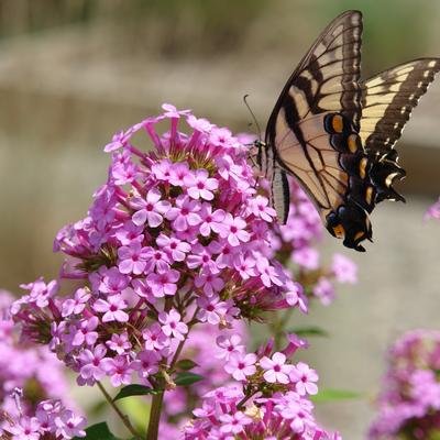 Phlox paniculata 'Jeana' garden phlox from North Creek Nurseries