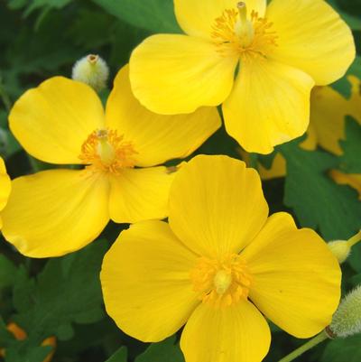 Stylophorum diphyllum '' celandine poppy from North Creek Nurseries