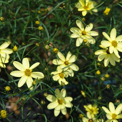 Coreopsis verticillata 'Moonbeam' whorled tickseed from North Creek Nurseries