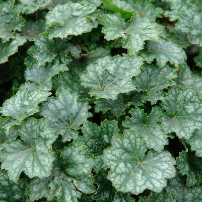 Heuchera longiflora 