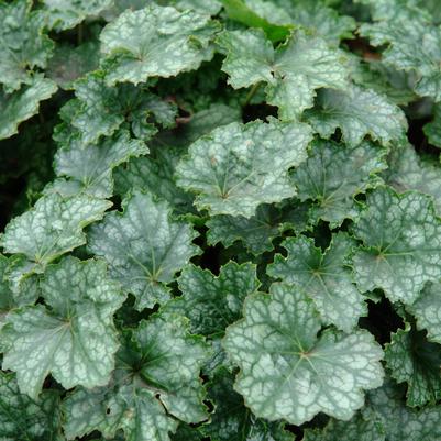 Heuchera longiflora