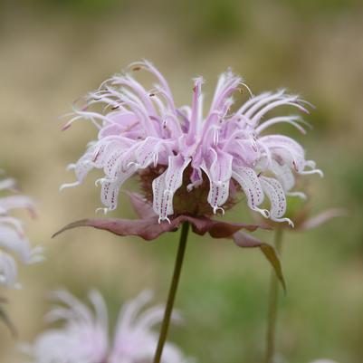 Monarda bradburiana 