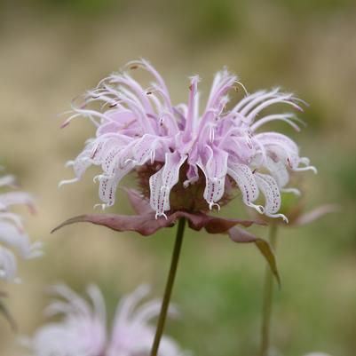 Monarda bradburiana '' eastern beebalm from North Creek Nurseries