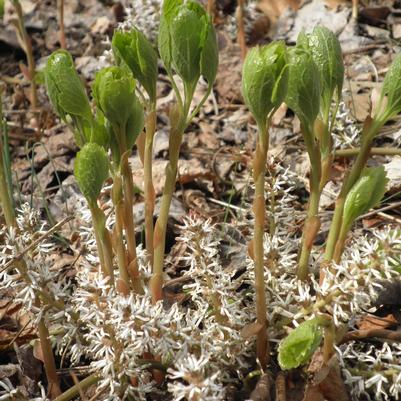 Pachysandra procumbens 