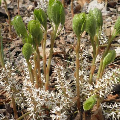 Pachysandra procumbens