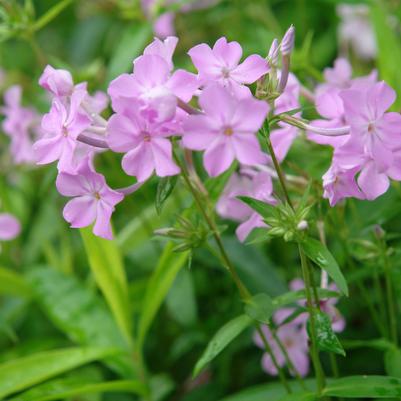 thickleaf phlox