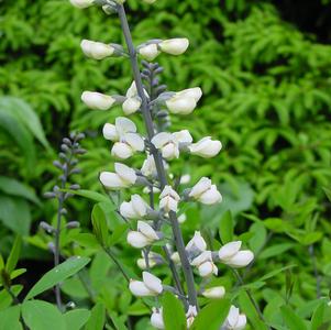 Baptisia alba var. macrophylla '' white false indigo from North Creek Nurseries