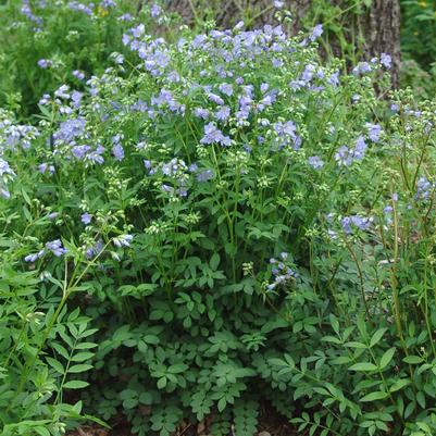 Polemonium reptans 