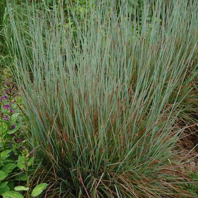 Schizachyrium scoparium 'Standing Ovation' little bluestem from North Creek Nurseries