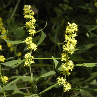 Solidago flexicaulis '' zigzag goldenrod from North Creek Nurseries