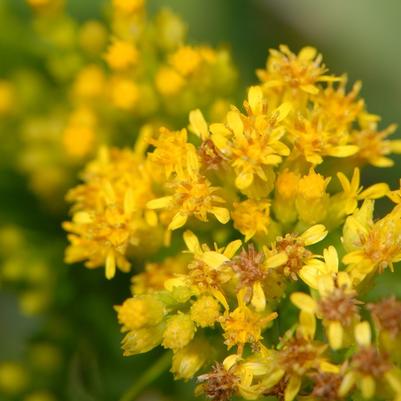 Solidago sempervirens