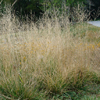 Deschampsia cespitosa '' tufted hairgrass from North Creek Nurseries