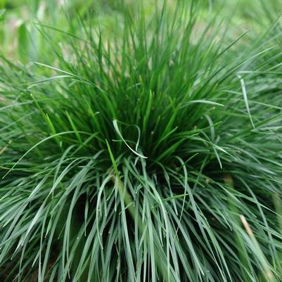 tufted hairgrass