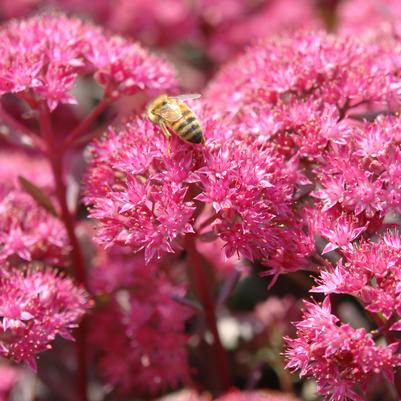 Sedum SunSparkler® Dazzleberry