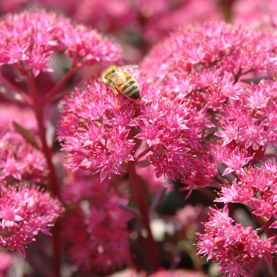 Sedum SunSparkler® 'Dazzleberry'