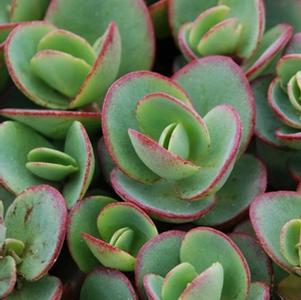 Sedum SunSparkler® 'Lime Zinger' stonecrop from North Creek Nurseries