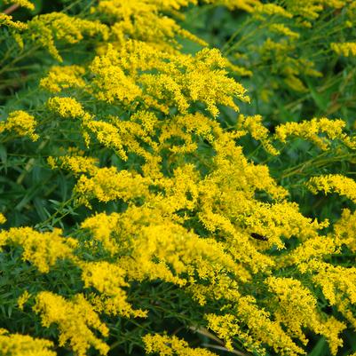 Solidago odora 