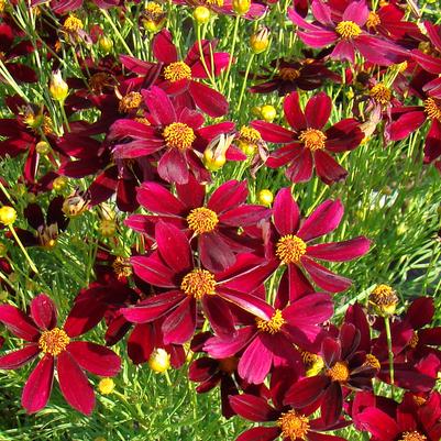 Coreopsis Permathread™ 'Red Satin' threadleaf tickseed from North Creek Nurseries