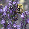 Lavandula × intermedia Phenomenal™ 'Niko' lavender from North Creek Nurseries