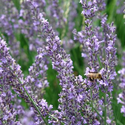 Lavandula × intermedia Phenomenal™ 'Niko'