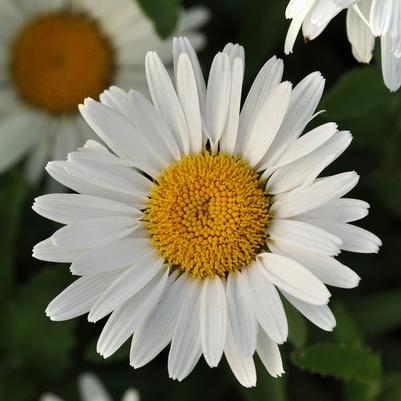 Leucanthemum × superbum 'LaCrosse' Shasta daisy from North Creek Nurseries