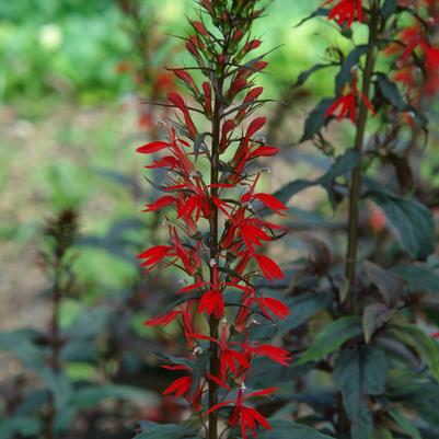 Lobelia cardinalis 'Black Truffle' cardinal flower from North Creek Nurseries