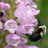 Physostegia virginiana 'Pink Manners' obedient plant from North Creek Nurseries