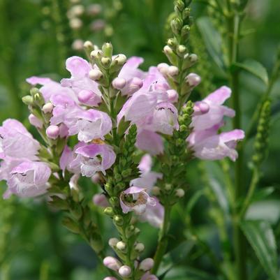Physostegia virginiana Pink Manners