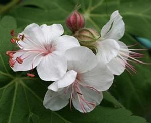 white bigroot geranium