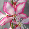 Gaura lindheimeri Rosyjane® 'Harrosy' beeblossom from North Creek Nurseries