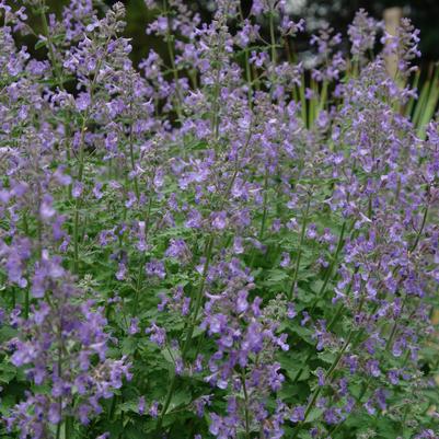 catmint