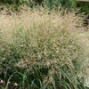 Panicum 'Cape Breeze' switchgrass from North Creek Nurseries