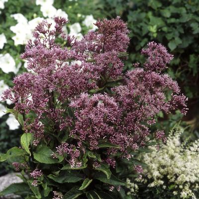 Eupatorium 'Phantom'