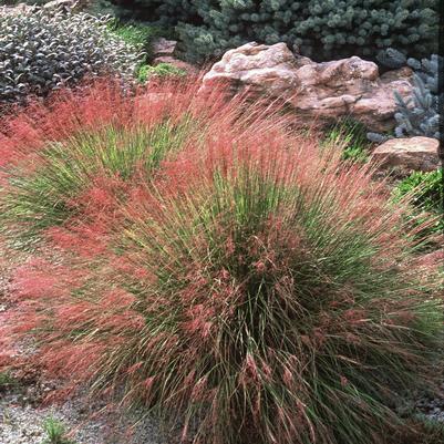 Muhlenbergia reverchonii UNDAUNTED® 'PUND01S' 