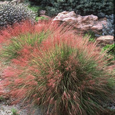 Muhlenbergia reverchonii '' ruby muhly, seep muhly from North Creek Nurseries