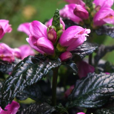 Chelone obliqua Tiny Tortuga™ 'Armitpp02' turtlehead from North Creek Nurseries