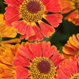 sneezeweed