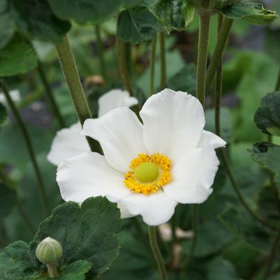 Anemone × hybrida 'Honorine Jobert'