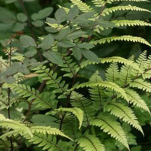 limelight lady fern