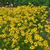 Coreopsis 'Gilded Lace' tickseed from North Creek Nurseries