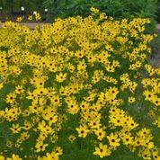 Coreopsis 'Gilded Lace' tickseed from North Creek Nurseries
